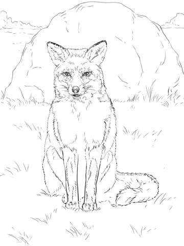 Sitting Red Fox Coloring Page